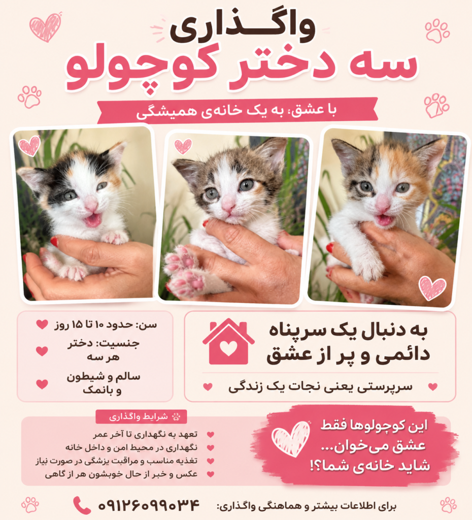 واگذاری سه بچه گربه