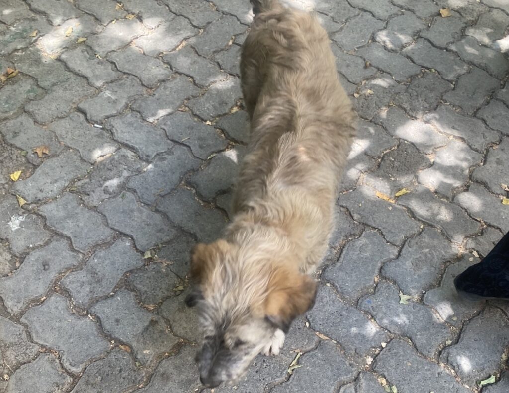 سگ رهاشده
