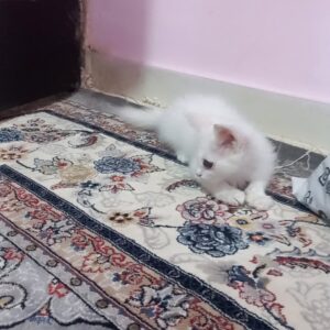 واگذاری بچه گربه دو ماهه بسیار آروم که از ناحیه چشم اسیب دیده
