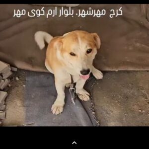 سگ پا کوتاه
