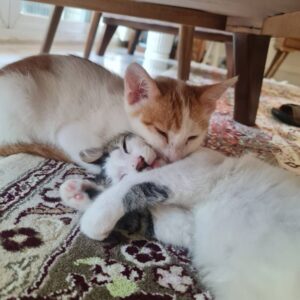 دو بچه گربه نر و ماده