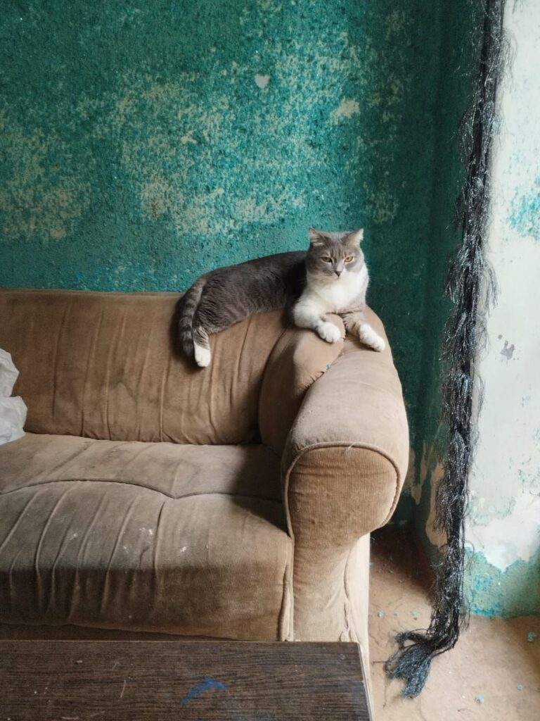 گربه گمشده