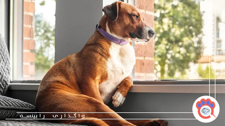 آیا حیوانات خانگی تنهایی را درک میکنند؟