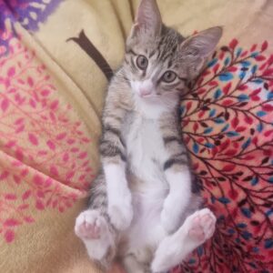 بچه گربه ۳ ماهه