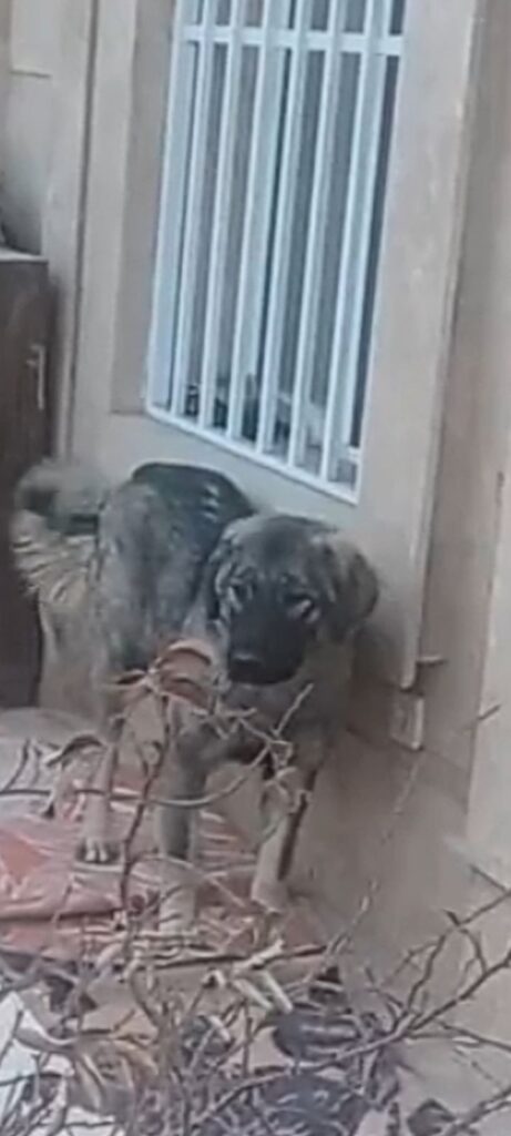 سگ بومی گمشده