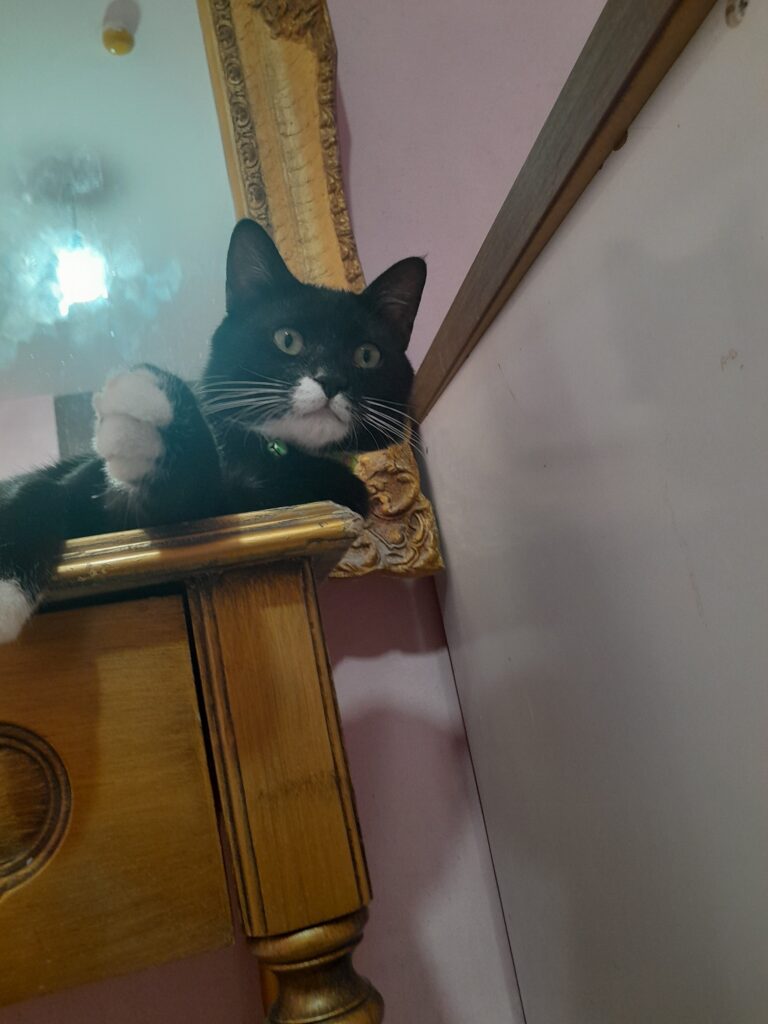 گربه گمشده