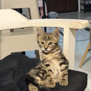 واگذاري بچه گربه ماده DSH