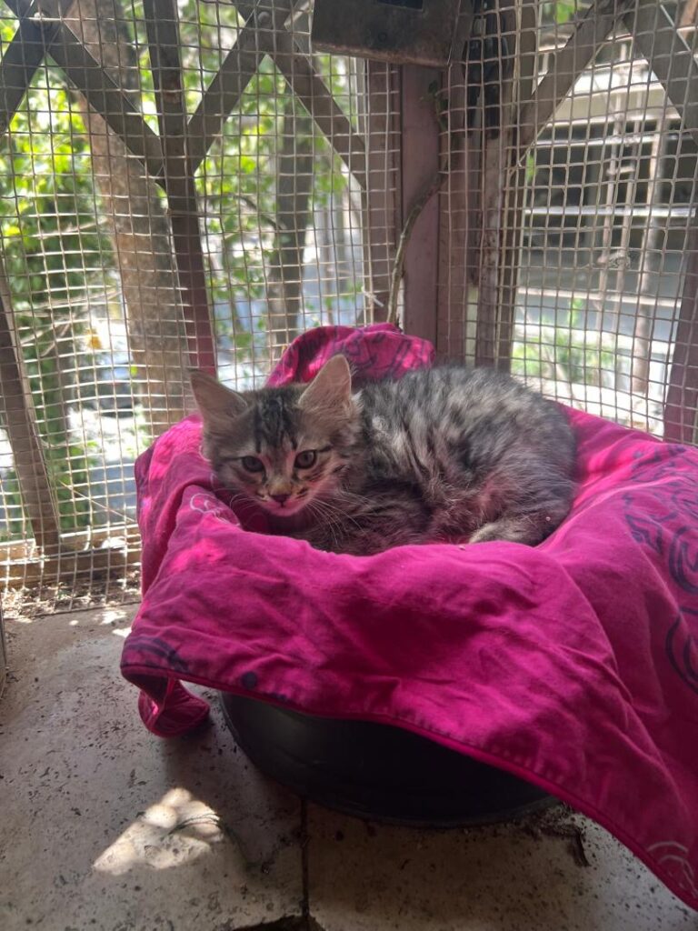 گردالو