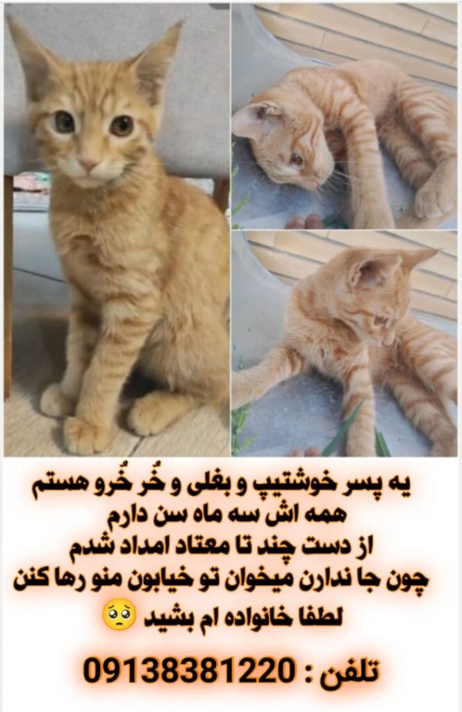 گربه دوستداشتنی