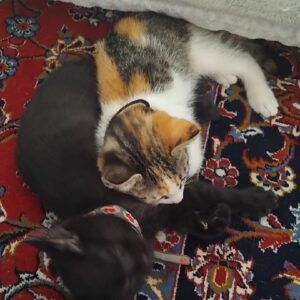 نگهداری پیشی درخانه