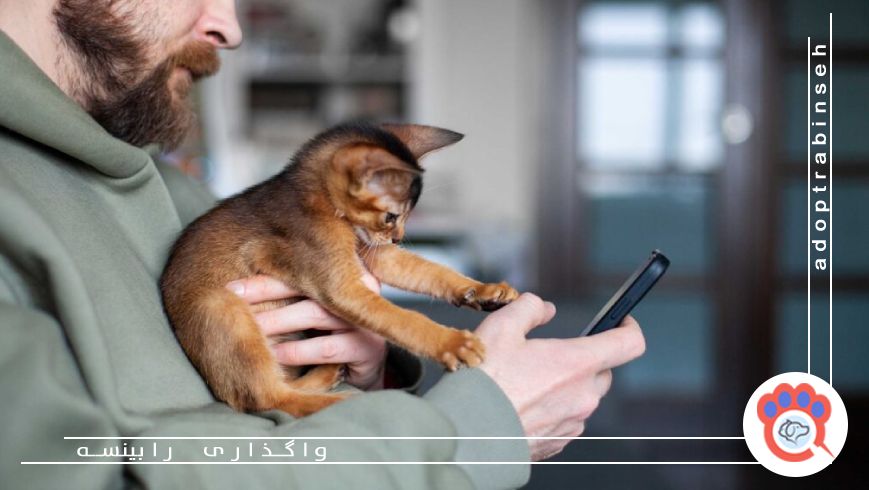 آیا داشتن حیوان دوم مشکل تنهایی را حل میکند؟