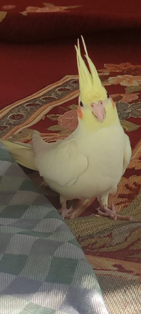 عروس هلندی گمشده  پنج میلیون مژده گانی