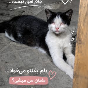 فرشته نابینا🥹