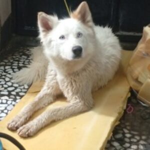 سگ هاسکی سفید پیداکردم