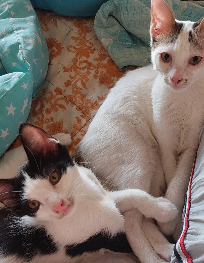 واگذاری بچه گربه