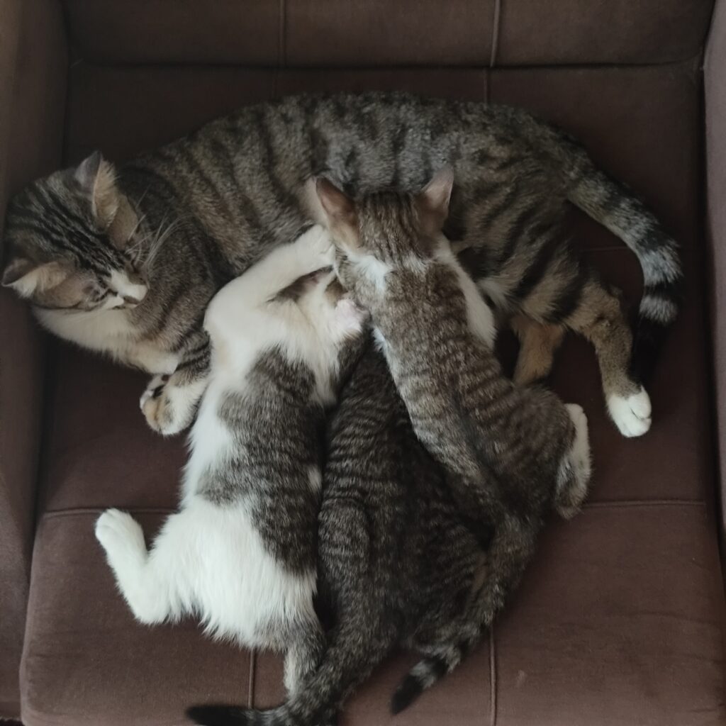 گربه ماده بالغ به همراه سه تا بچه