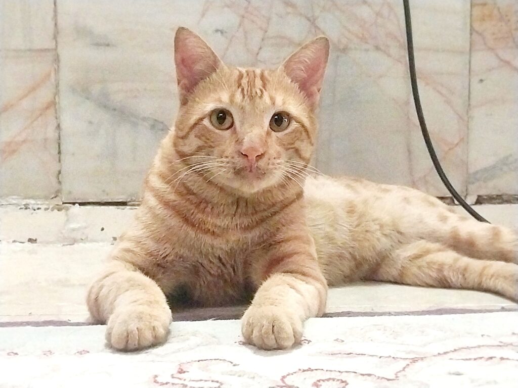 رهامیشه🥺🥺🙏اگر خانواده پیدا نشه .