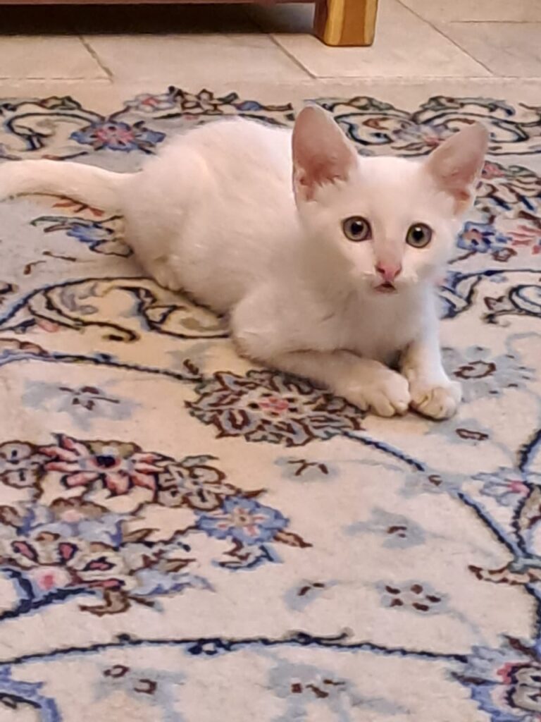 بچه گربه سفید
