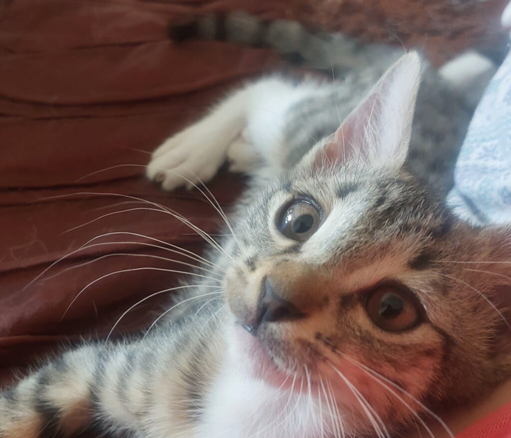 واگذاری بچه گربه