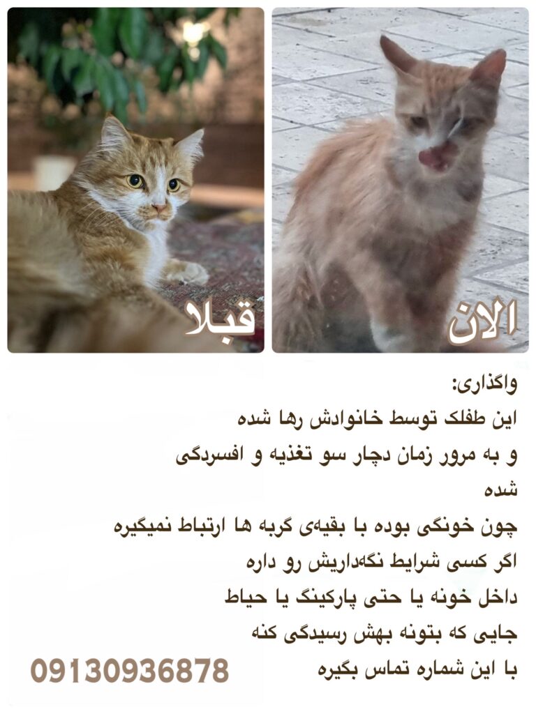 پیدا شده اصفهان