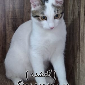 گربه گمشده