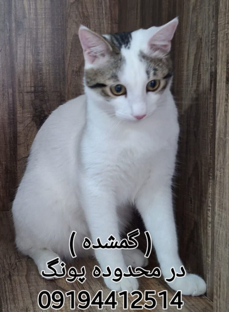 گربه گمشده