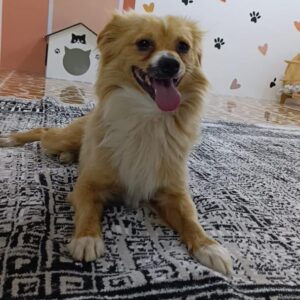 واگذاری سگ اپارتنان