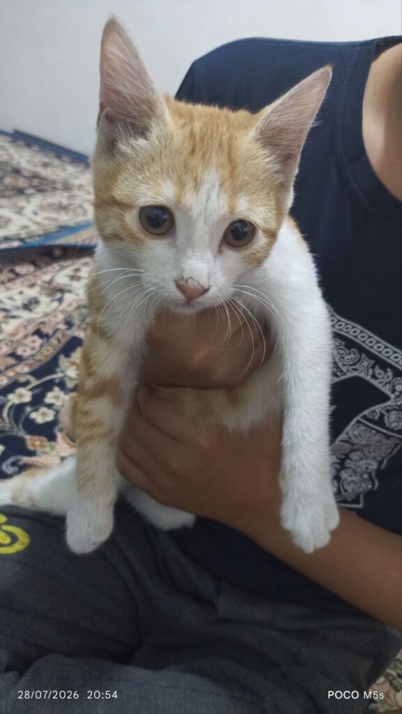 گربه پیدا شده