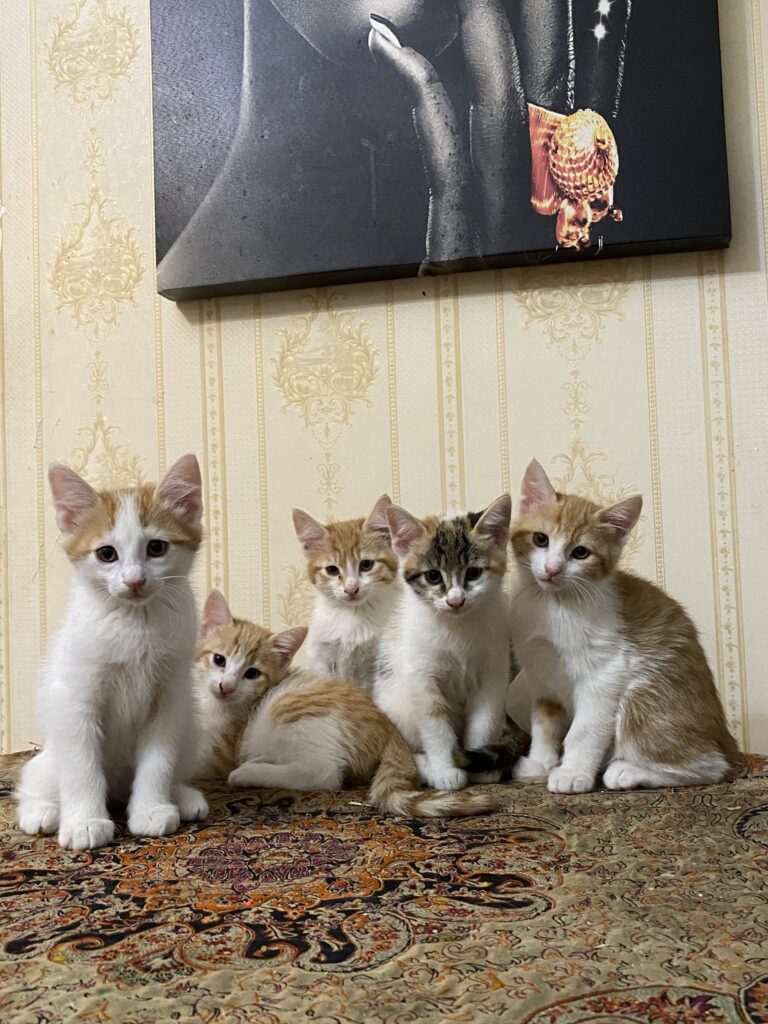 پنج بچه گربه.