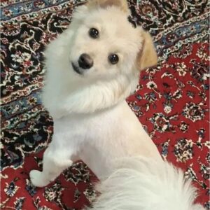 سگ گمشده
