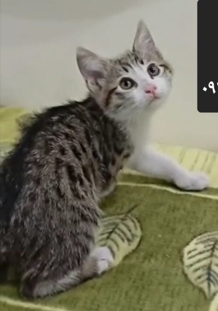 واگذاری بچه گربه نر