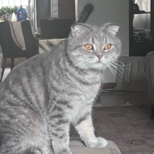 دو گربه زیبا