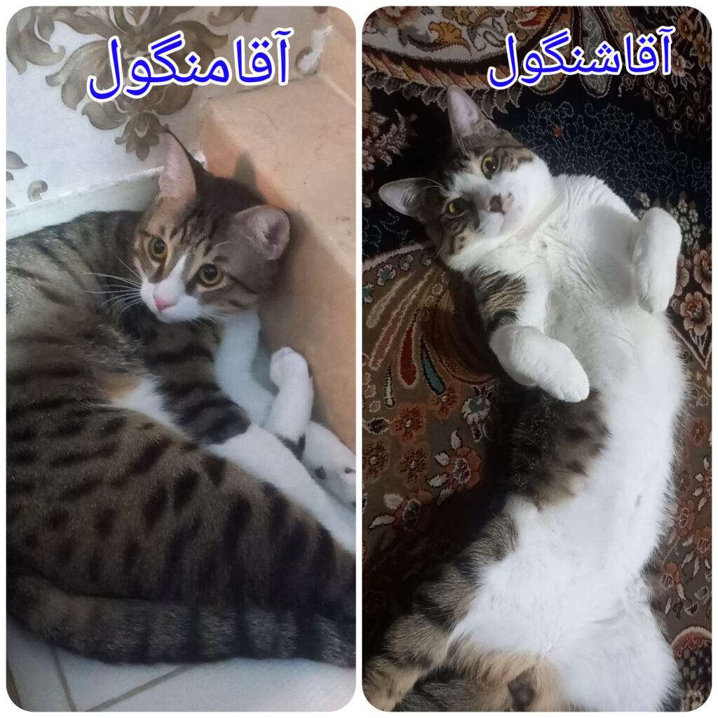 واگذاری دوبرادر