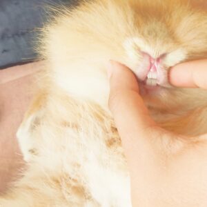 واگذاری دو عدد خرگوش عقیم شده