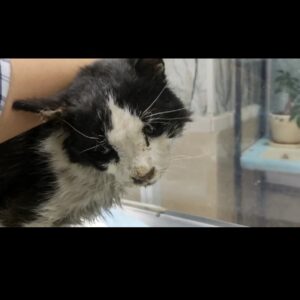 این گربه نیاز داره ب مدت سه ماه ازش نگه داری بشه( توضیحات رو بخون بعد پیام بده) تا آخر هم بخون