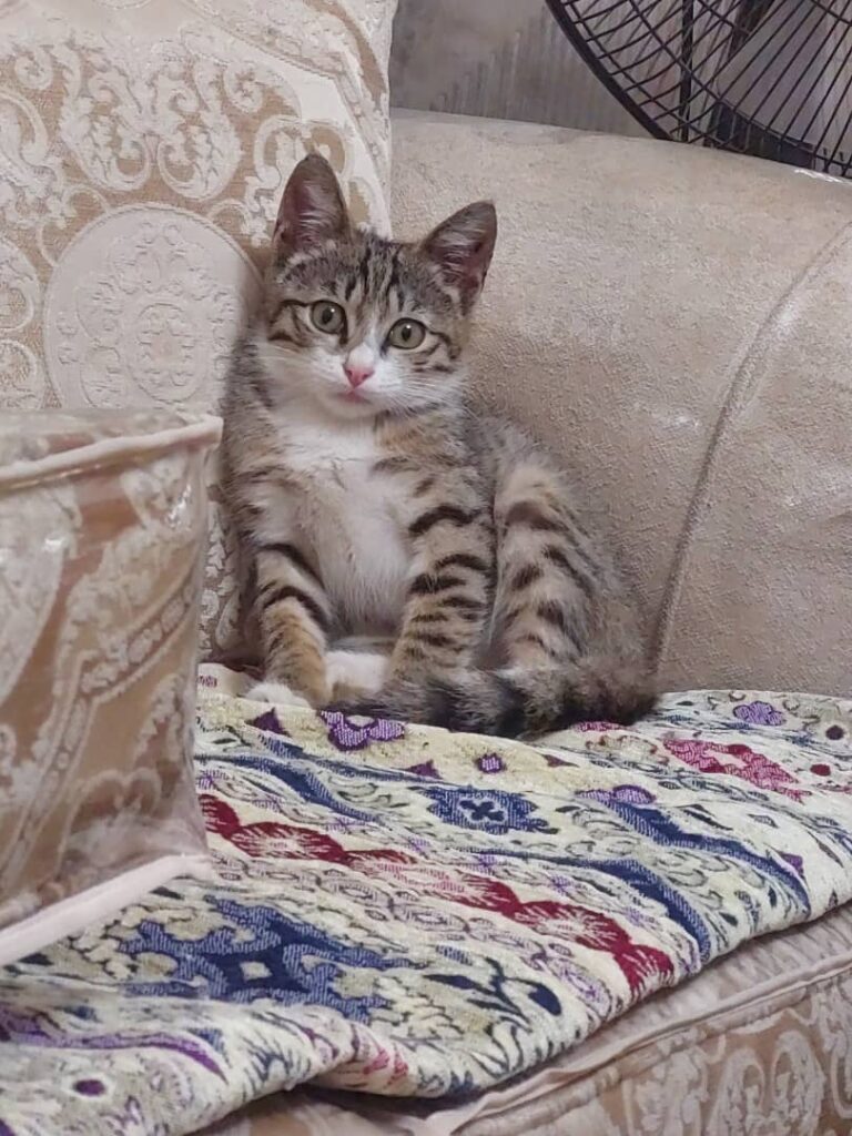 پیشی ناز و خوشگل