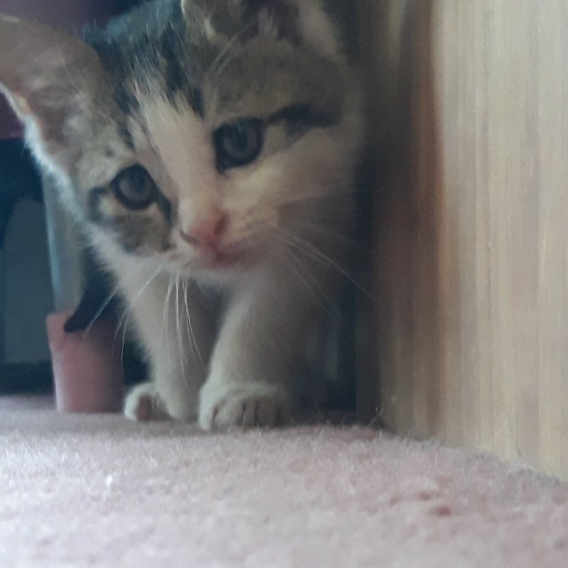 واگذاری توله گربه