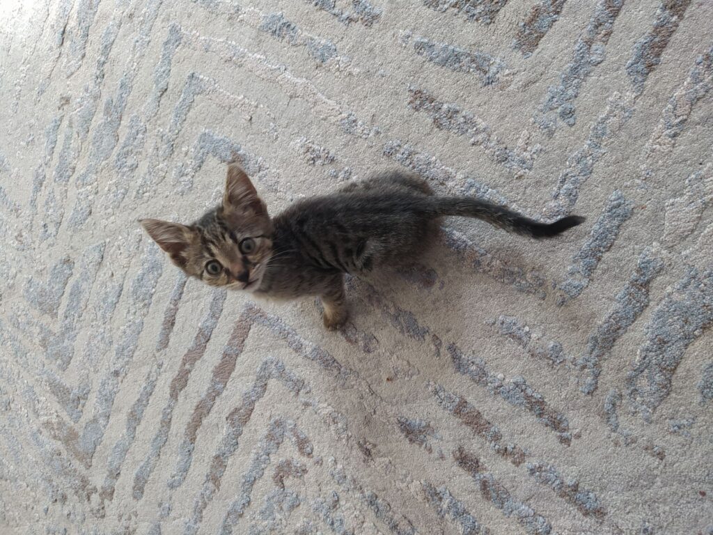 آنیکا