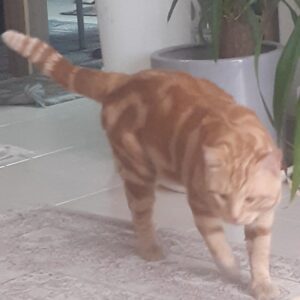 میلو پسر ۱ ساله گمشده