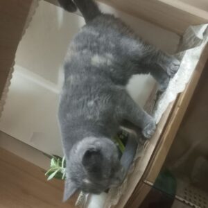 گربه گمشده به کسی که پیدا کند مژدگانی تعلق میگیره