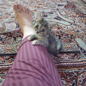 سه تابچه گربه سه ماهه