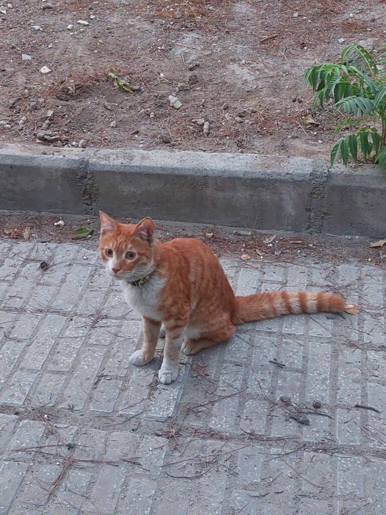 گربه پیدا شده
