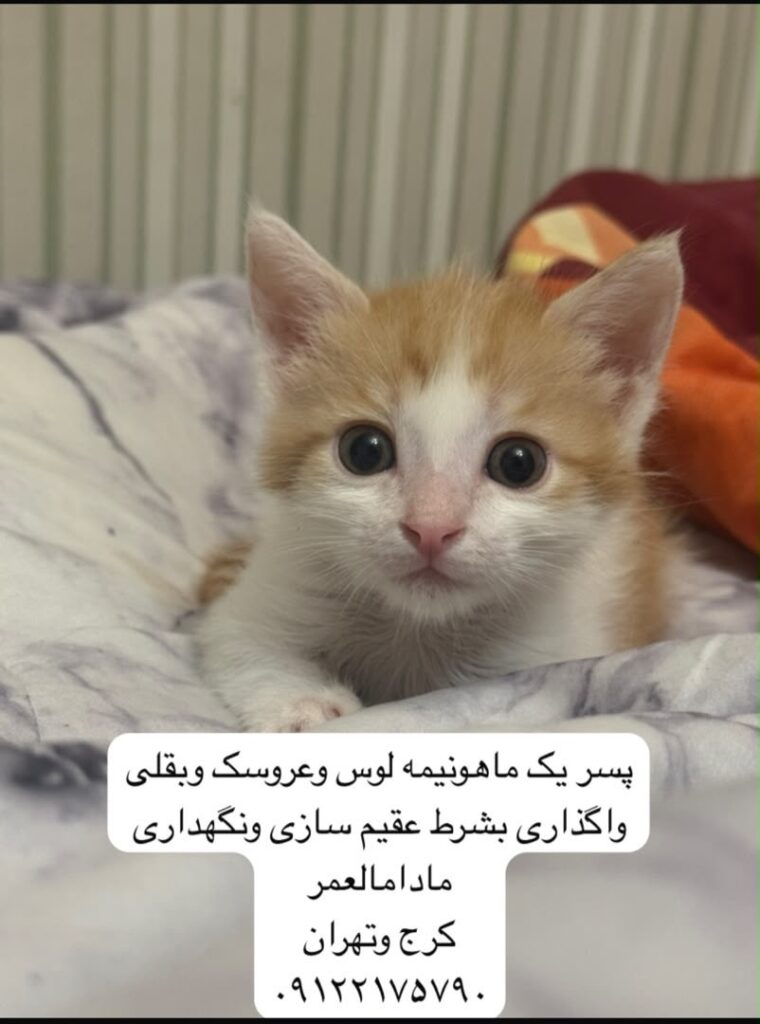 گربه نر يكماه ونيم