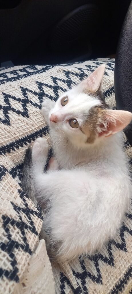 واگذاری رایگان گربه ماده دوماهه DSH