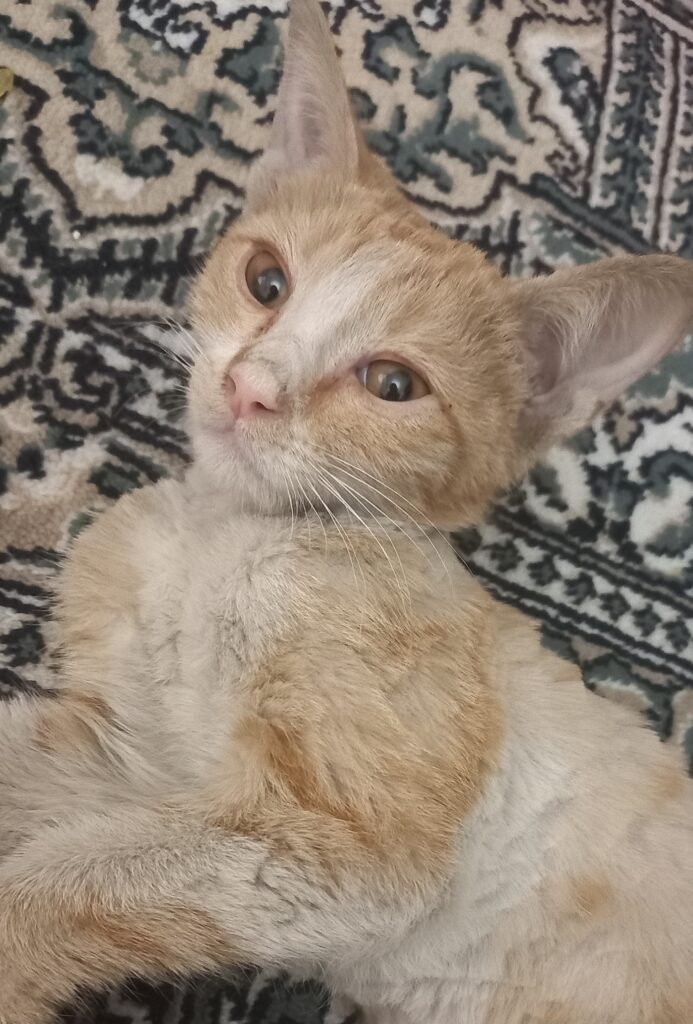 واگذاری بچه گربه ۳ماهه