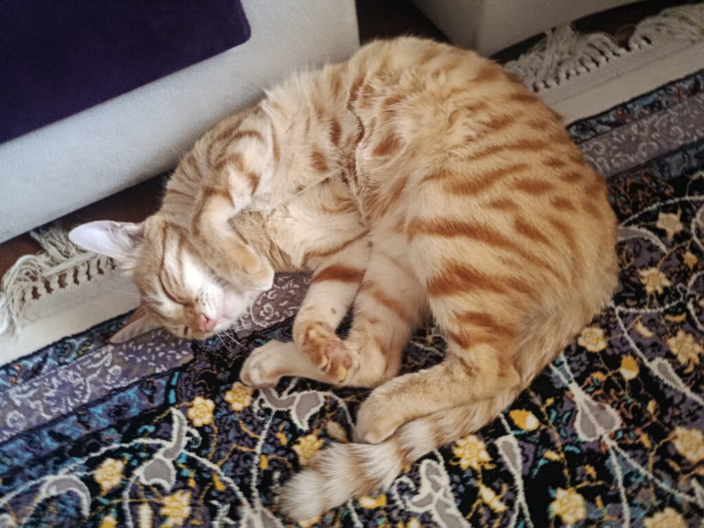 واگذاری گربه