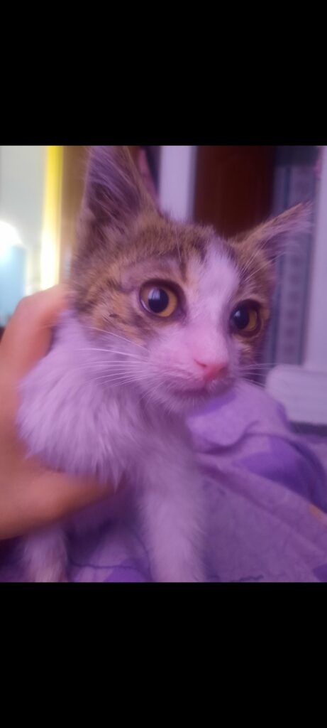 واگذاری گربه ۵۵روزه