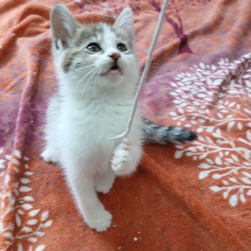 واگذاری بچه گربه ۲ماهه(کتی خانم)