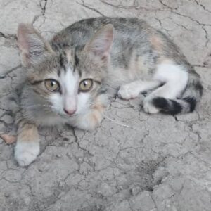 واگذاری رایگان گربه