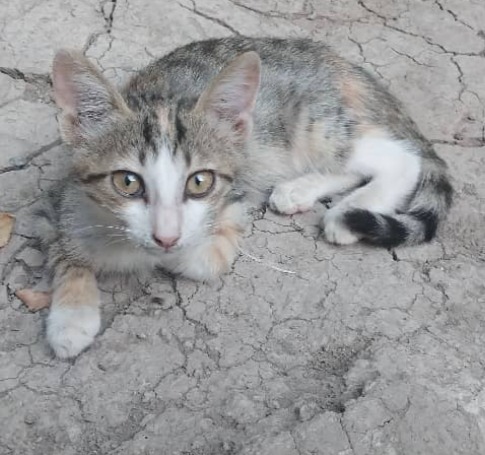 واگذاری رایگان گربه
